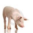 Universidad Granada investiga sobre córnea bioartificial partir cerdo
