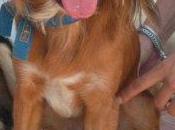 sufre-maltratado necesita acogida adopcion urgente-valencia-castellon