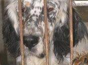 Setter huesos ¿alguien puede llevar barcelona? está navarra