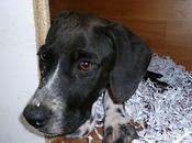 Ayumi, preciosa pointer Murcia