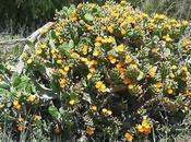 'Las Tunas Opuntia Picus-indica'