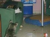 estos animales estan cerrados vivienda dueño esta carcel.