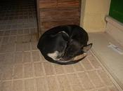 cachorro Bruno sigue durmiendo intemperie. URGENTE!!!!