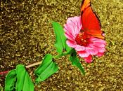 Mariposa flor