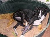 Galguita maltratada, necesita ayuda.