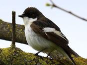 Papamoscas cerrojillo-ficedula hypoleuca-pied flycatcher