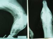 Novedades galga Fatima