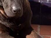 Perrita queda calle punto parir!! sevilla.