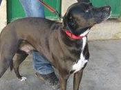 SHAURON caso triste Perrera Navarra