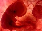 embrión humano persona