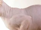 ¿Conoces raza gatos Esfinge Sphynx?