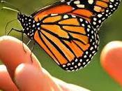 bellas mariposas...
