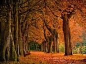 tres tintos para Otoño
