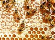 miel está madura????? honey ripe ?????