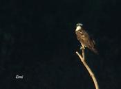 anomalía expande sorbal