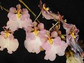 orquídea Oncidium