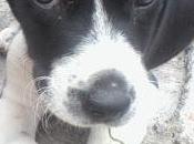 Pluco, perro