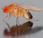 ¿Cómo forma mosca?: Genes engrailed apterous