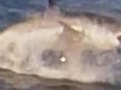 Tiburón blanco ataca foca delante todos bahía Francisco
