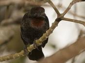 Varillero congo (Chestnut-capped Blackbird) Agelaius ruficapillus