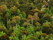 Parque Nacional "Los Alerces", lugar mágico para disfrutar estadía inolvidable.