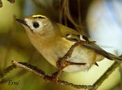 REYEZUELO SENCILLO (Regulus regulus) SANTOÑA