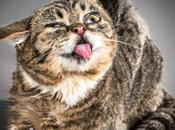 Fotos ridículas gatos sacudiendose Carli Davidson