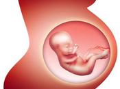 Diálogo entre embrión humano madre