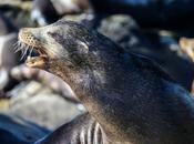 Cómo añadir nuevo certificado raíz nivel sistema