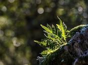 Microjardín