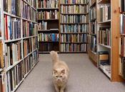 Gatos libreros