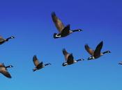 Pensamiento grupo: juntos tomamos decisiones estúpidas