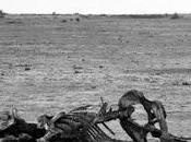 Cementerio elefantes