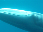 Filman primera ballena Omura rara mundo estado salvaje