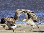 Juveniles gaviota cangrejera