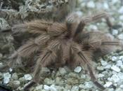 Tarántula mudando piel