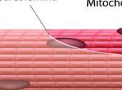 Fibras musculares rápidas, intermedias lentas