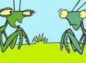 Algunos miles tipos Mantis Religiosas