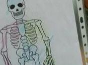 esqueleto según Bruno