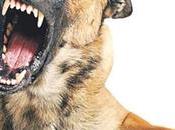 Pasos clave para detectar Rabia perros