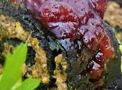 Rollo espinaca relleno tofu