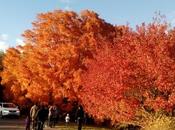 Colores otoño Minnesota