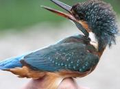 Anillamiento Sant Adrià: Alcedo atthis