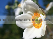 final lactancia, postparto