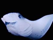 Ofertas Maldivas: Especial Grupos Submaldives