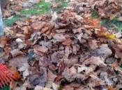 Miércoles Mudo: Recogiendo hojas