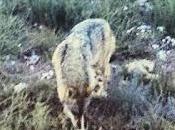Lobos