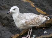 Gaviota caspica larus cachinans