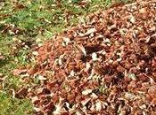 ¿Qué sientes Otoño?