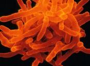Bacterias potencial terapeutico